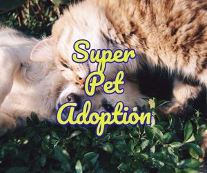 super pet adoption
